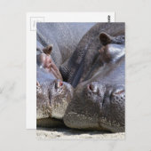Hippo Briefkaart (Voorkant / Achterkant)