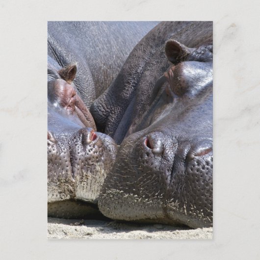 Hippo Briefkaart (Voorkant)