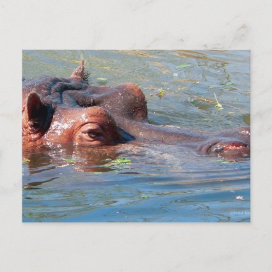 Hippo Briefkaart (Voorkant)