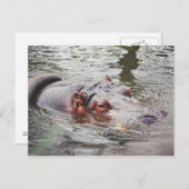 Hippo Briefkaart (Voorkant / Achterkant)