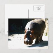 Hippo Briefkaart (Voorkant / Achterkant)