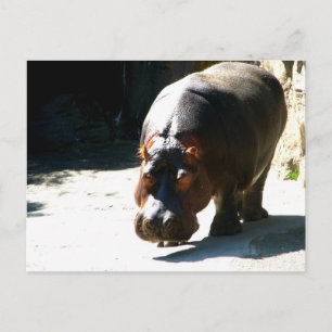 Hippo Briefkaart