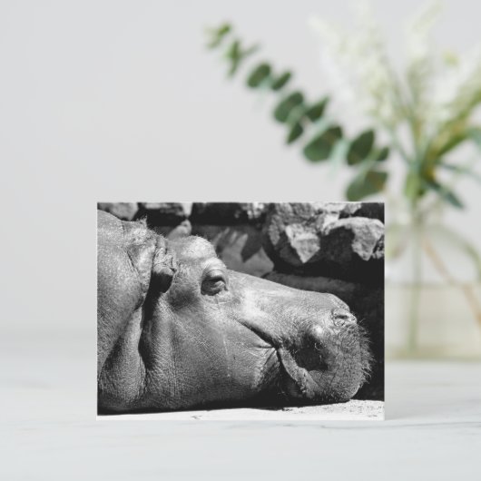 Hippo Doze Briefkaart (Staand voorkant)
