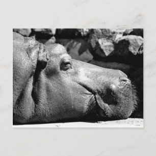 Hippo Doze Briefkaart