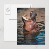 Hippo Head Briefkaart (Voorkant / Achterkant)