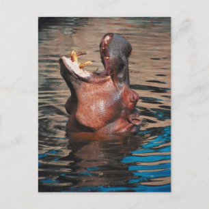 Hippo Head Briefkaart