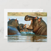 Hippo - Horse Briefkaart (Voorkant / Achterkant)