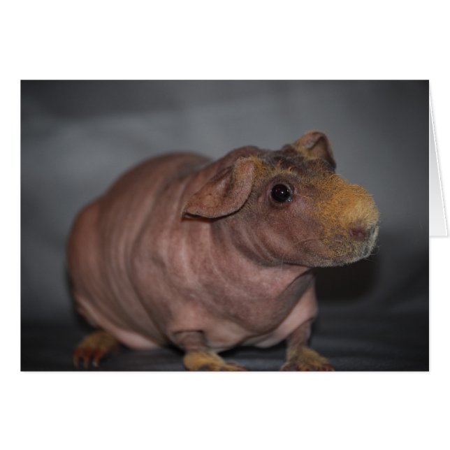 Hippo? Kaart (Voorkant Horizontaal)