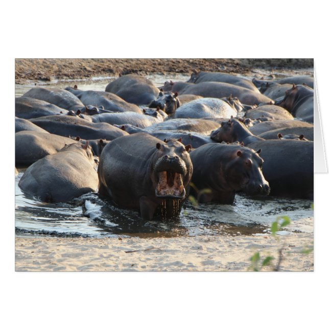 Hippo Kaart - Blank binnen (Voorkant Horizontaal)