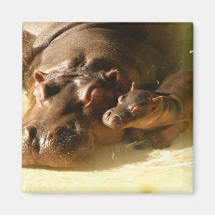 hippo magnet magneet