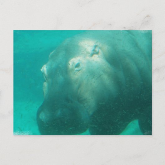 Hippo onder water Briefkaart (Voorkant)