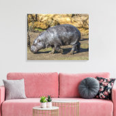 Hippo pygmée au zoo imprimé de toile (Insitu(Salon))