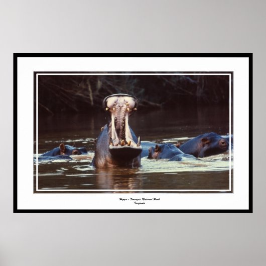 Hippo - Serentgeti Poster (Voorkant)