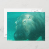 Hippo sous carte postale (Devant / Derrière)