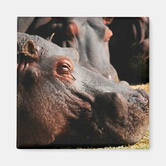 Hippo standmagneet magneet