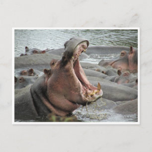 hippo yawn briefkaart