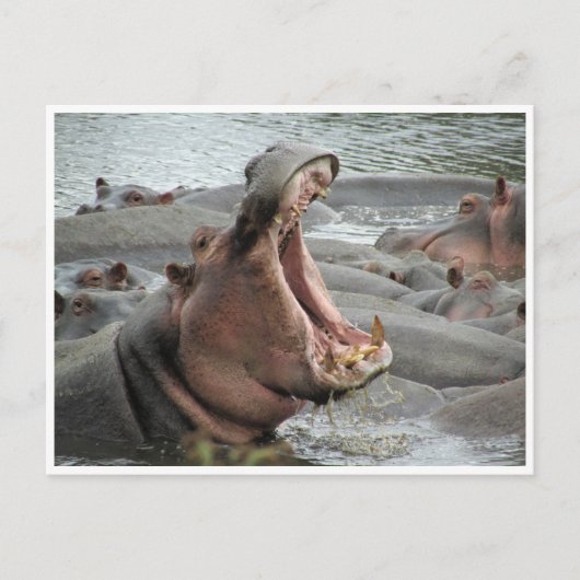hippo yawn briefkaart (Voorkant)
