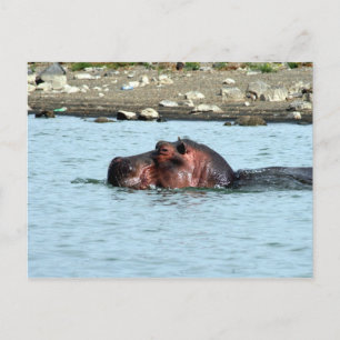 hippo zwemmen briefkaart