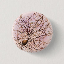 Hippocampal neuron - Button & pinnen