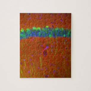 Hippocampal neuronen 4 legpuzzel