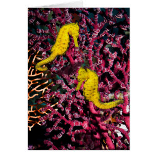 Hippocampe commun Taeniopterus de l'hippocampe  