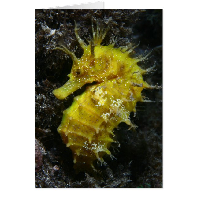Hippocampe jaune Guttulatus de l'hippocampe | (Devant)