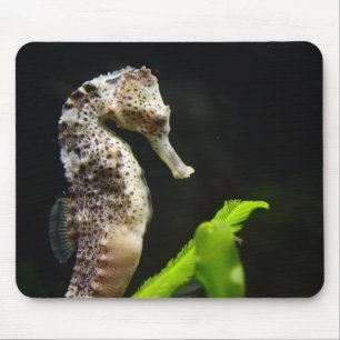 Hippocampus Muismat