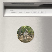 Hippogriff Magneet (Insitu (Vaatwasser))