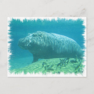 Hippopatumus Habitat Briefkaart