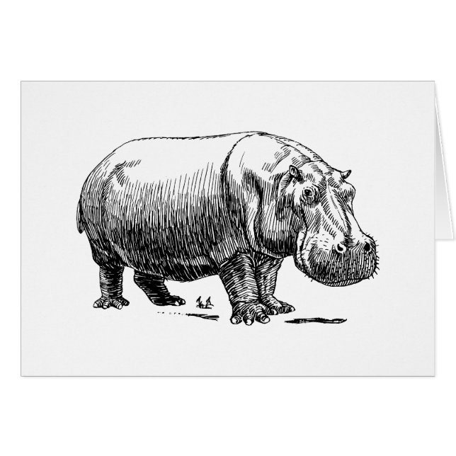 Hippopotame (Devant Horizontal)
