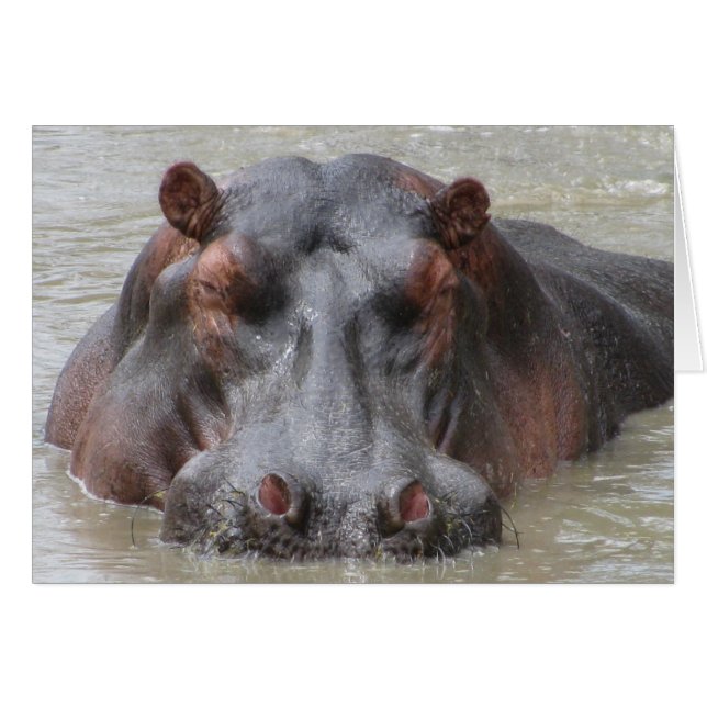 Hippopotame (Devant horizontal)