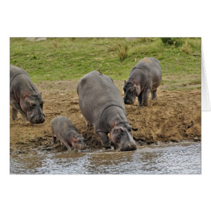 Hippopotame, Hippopotamus amphibius, Serengeti