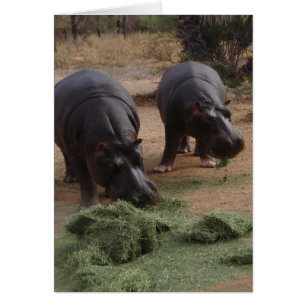 hippopotames