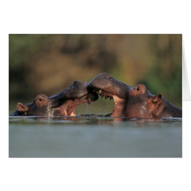 Hippopotames (Hippopotamus Amphibius) Lutte (Devant horizontal)