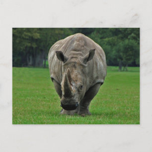 Hippopotamus briefkaart