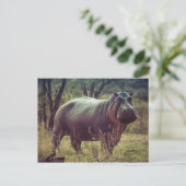 Hippopotamus Briefkaart (Staand voorkant)