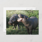 Hippopotamus Briefkaart (Voorkant / Achterkant)