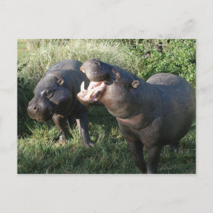 Hippopotamus Briefkaart