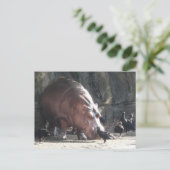 Hippopotamus Briefkaart (Staand voorkant)