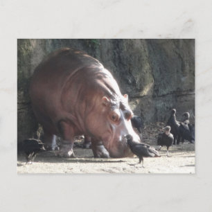 Hippopotamus Briefkaart