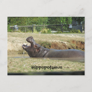 Hippopotamus Drink Briefkaart
