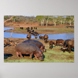 Hippopotamus Hippo Lake St. Lucia Wetland Park Poster