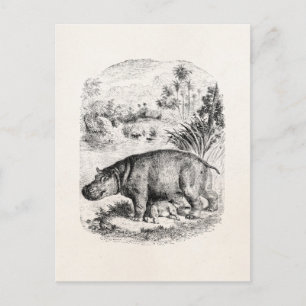  Hippopotamus / Hippo Nursing Baby Hippos Briefkaart