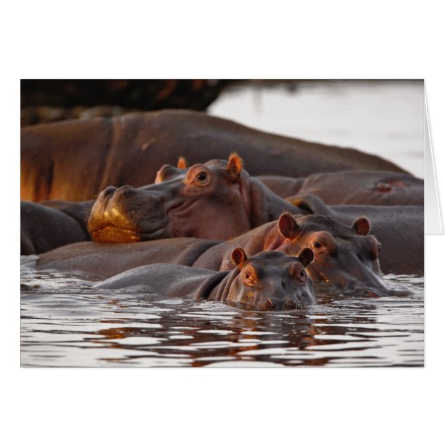 Hippopotamus, Hippopotamus amphibius, Lake (Voorkant Horizontaal)