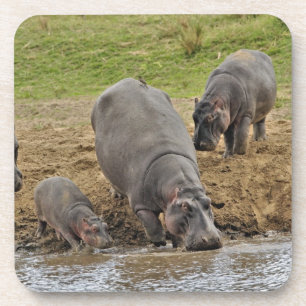 Hippopotamus, Hippopotamus amphibius, Serengeti Drankjes Onderzetter