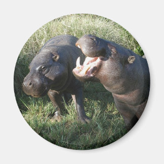 Hippopotamus Magneet