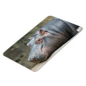 Hippopotamus magnet magneet (Linkerzijde)