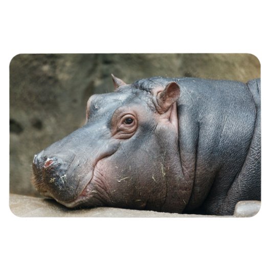 Hippopotamus magnet magneet (Horizontaal)