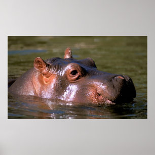 Hippopotamus-portret voor zwemlessen poster