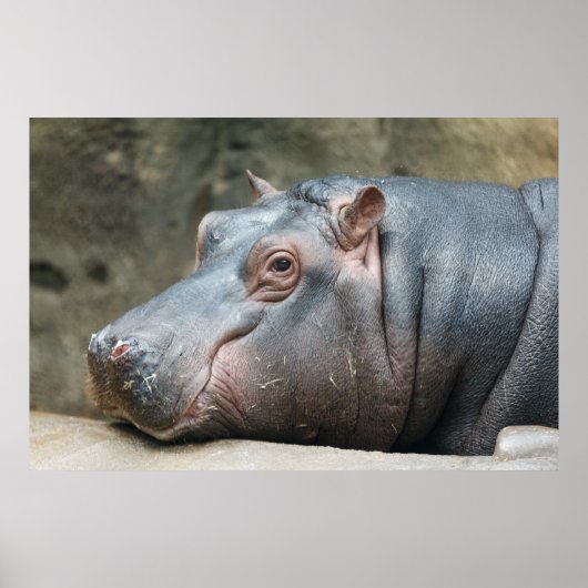 Hippopotamus poster (Voorkant)